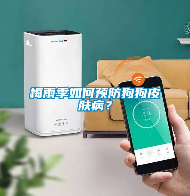 梅雨季如何預(yù)防狗狗皮膚?。?/></p>
						    <p style=