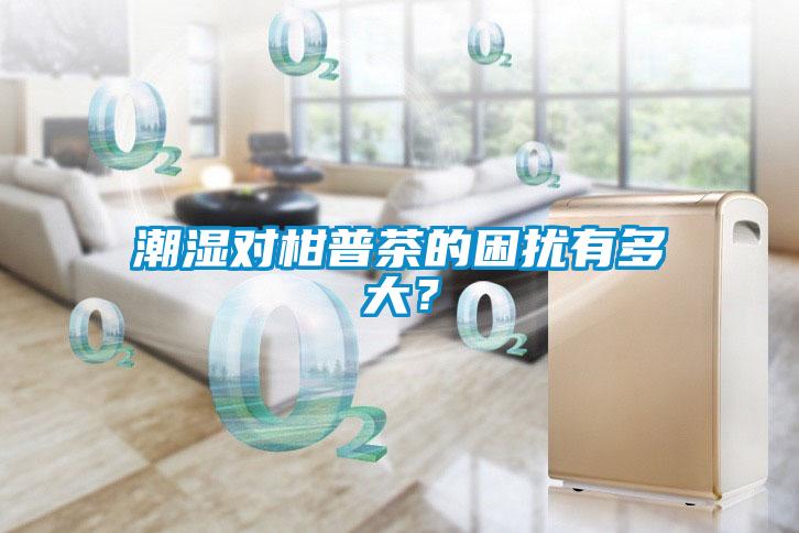 潮濕對柑普茶的困擾有多大？
