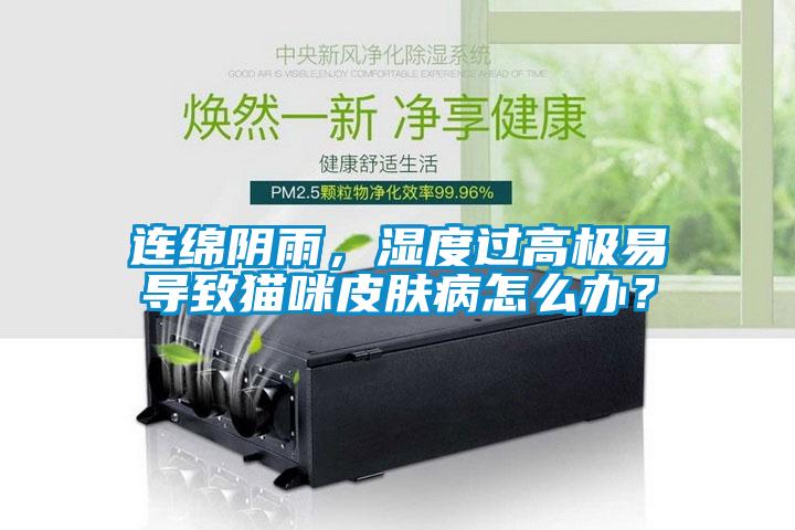 連綿陰雨，濕度過高極易導致貓咪皮膚病怎么辦？