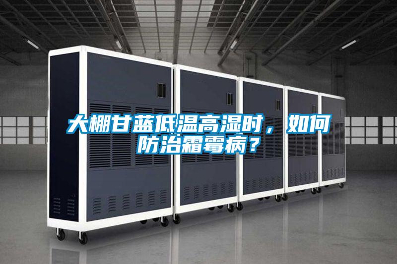 大棚甘藍(lán)低溫高濕時(shí)，如何防治霜霉病？